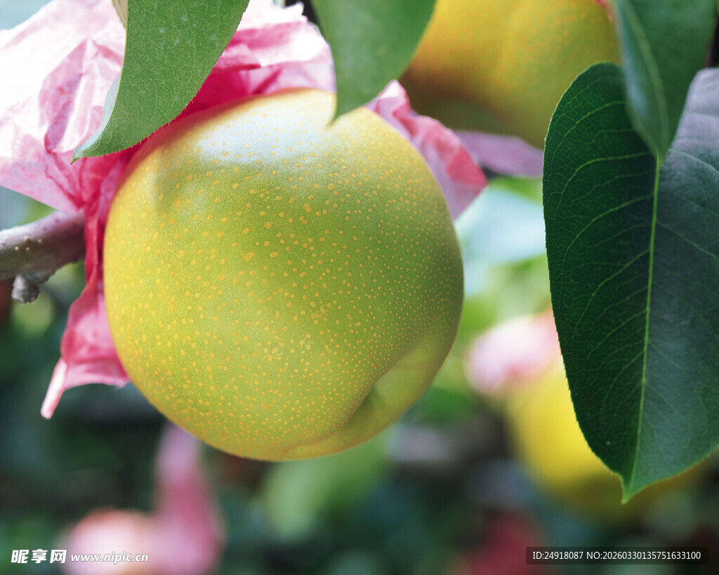 枝头青苹果绿叶相伴