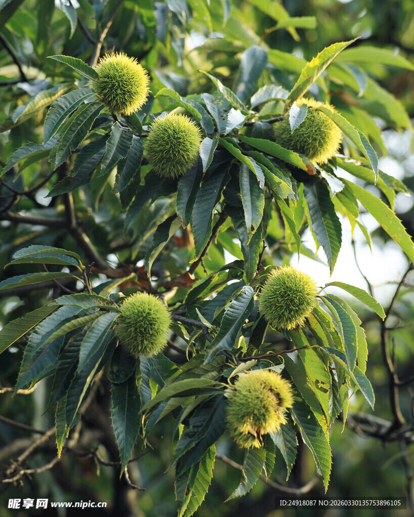 枝头饱满的绿色板栗果实