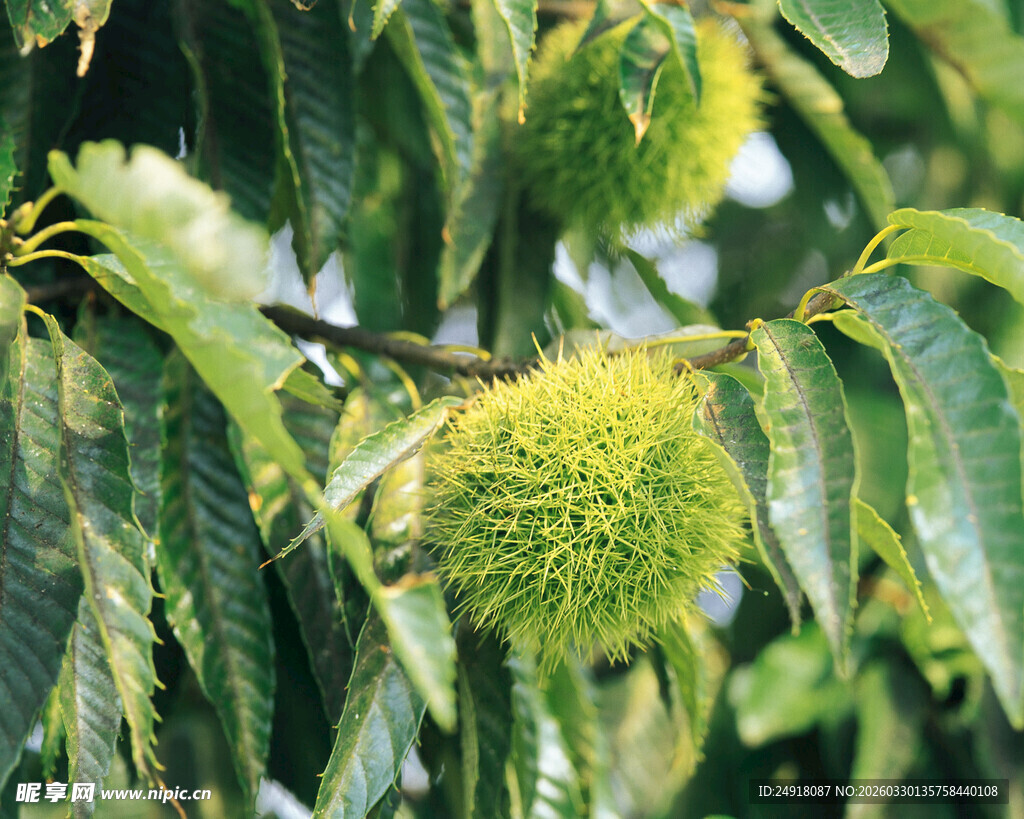 枝头饱满的绿色板栗果实