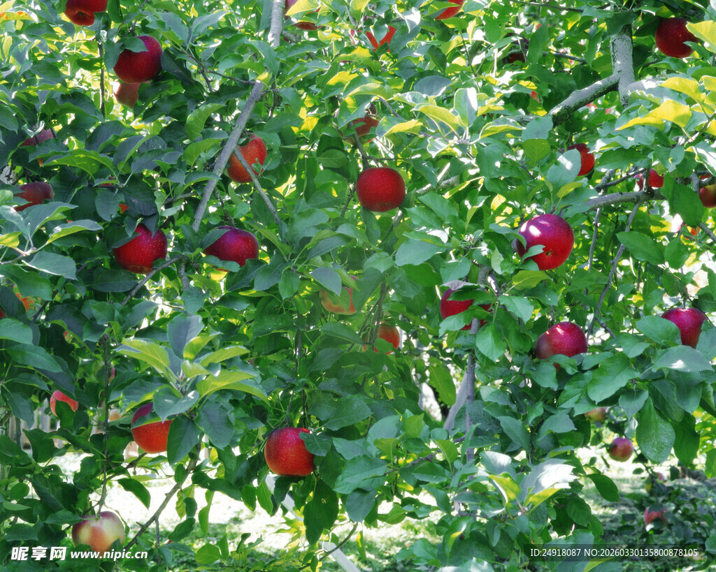 硕果累累的苹果树