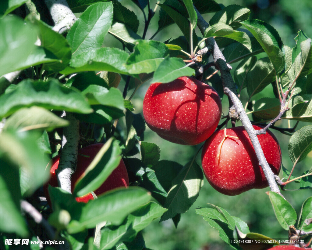 枝头红苹果绿意相伴