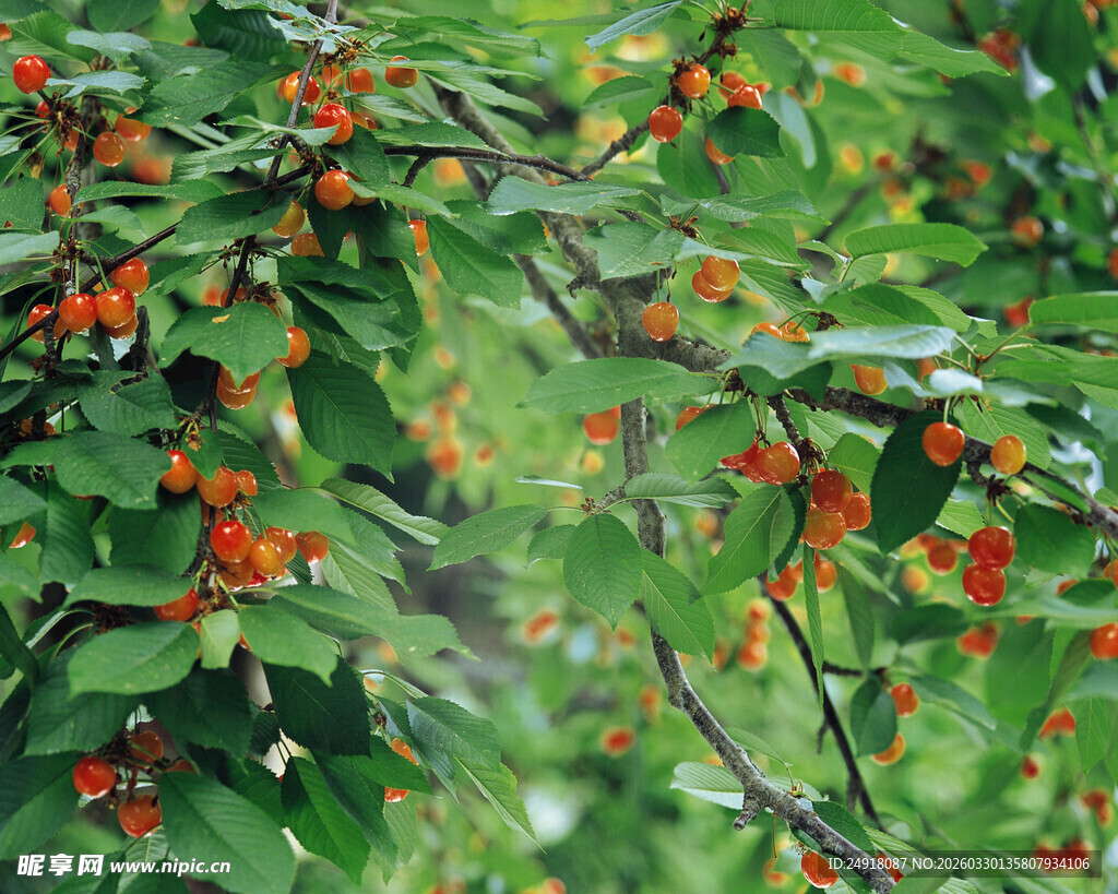 绿叶间的红色浆果