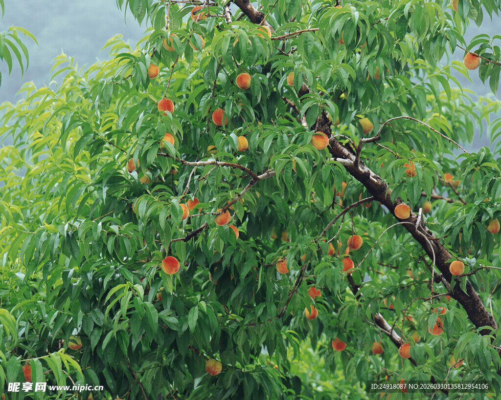 枝头挂满红果的翠绿果树