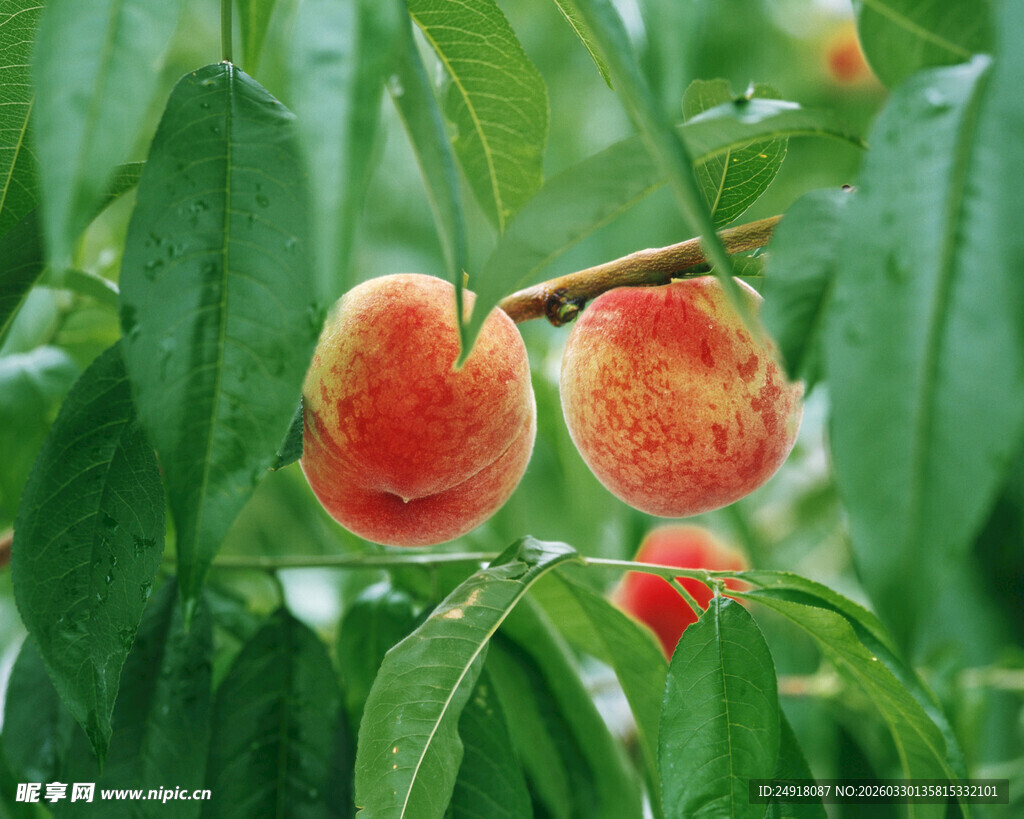 枝头鲜嫩桃子绿意相伴