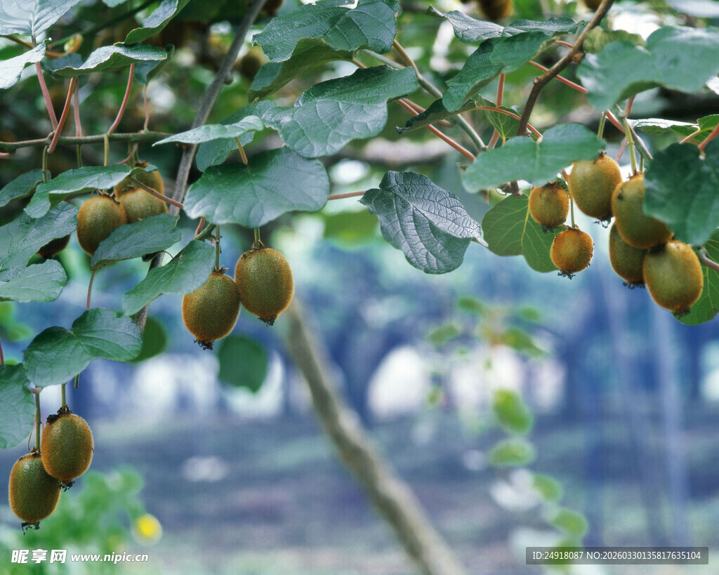 枝头挂着的饱满猕猴桃