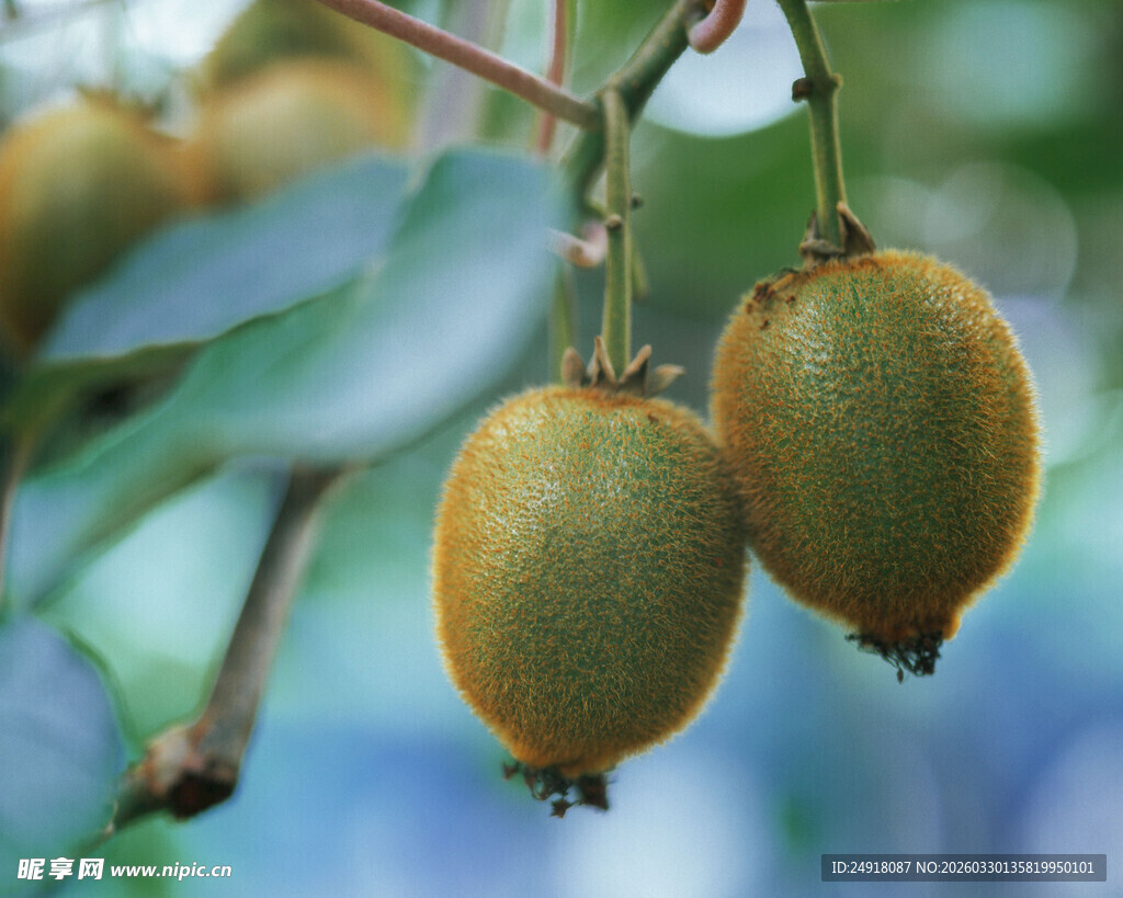 枝头双挂猕猴桃