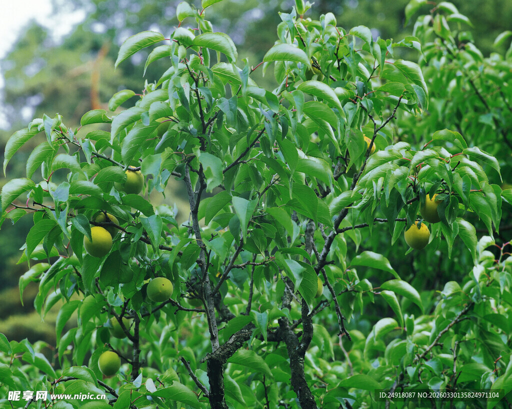 绿叶繁茂的树木