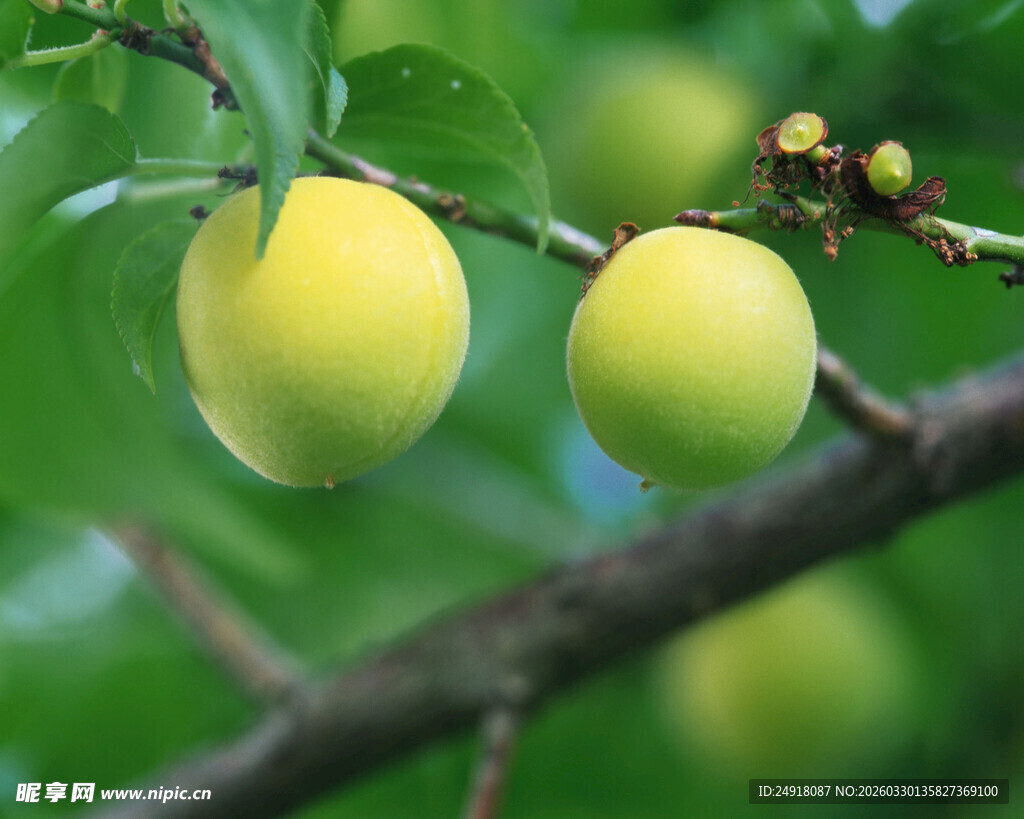 枝头青黄李子