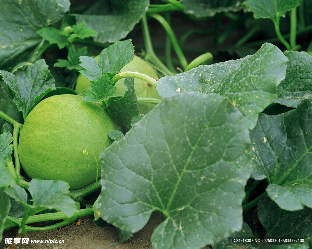 田间生长的青嫩甜瓜