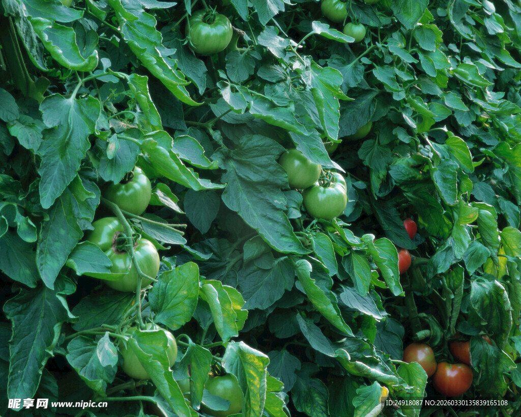 番茄植株上的青果与红果