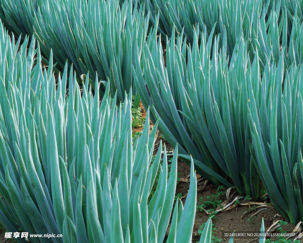 葱郁蓝绿色叶片植物景观