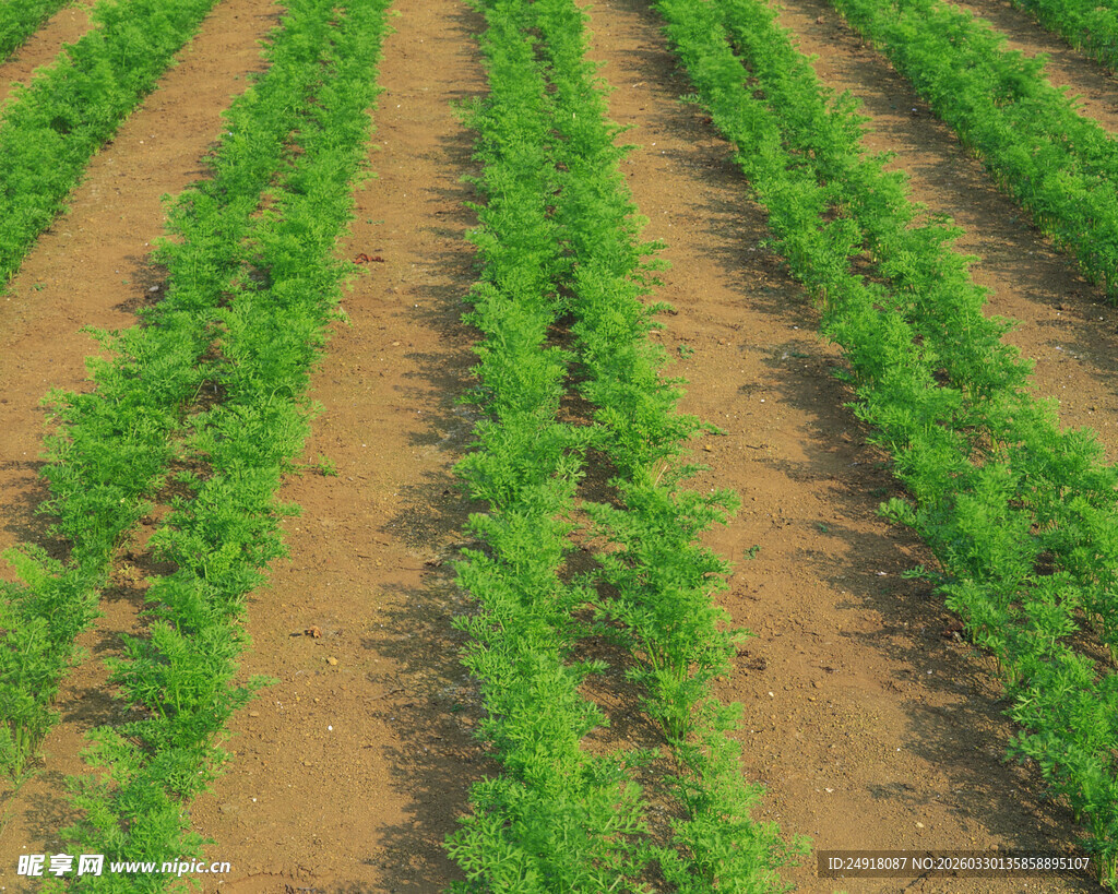 整齐排列的农田幼苗