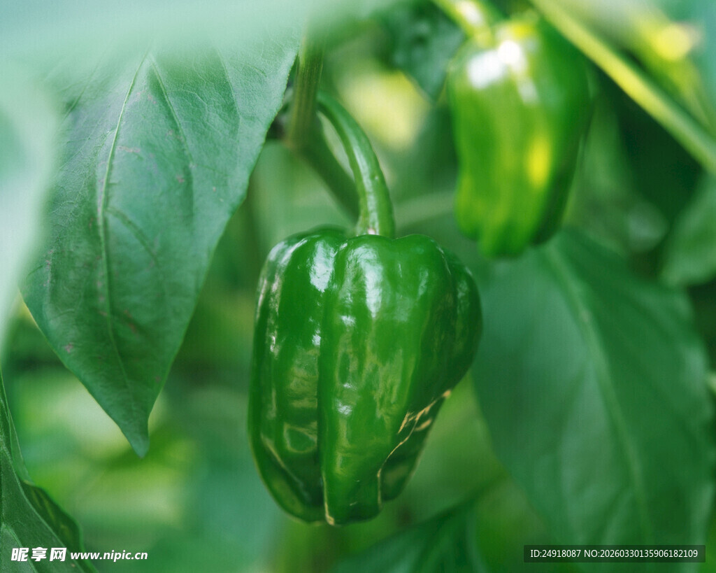翠绿青椒挂枝头