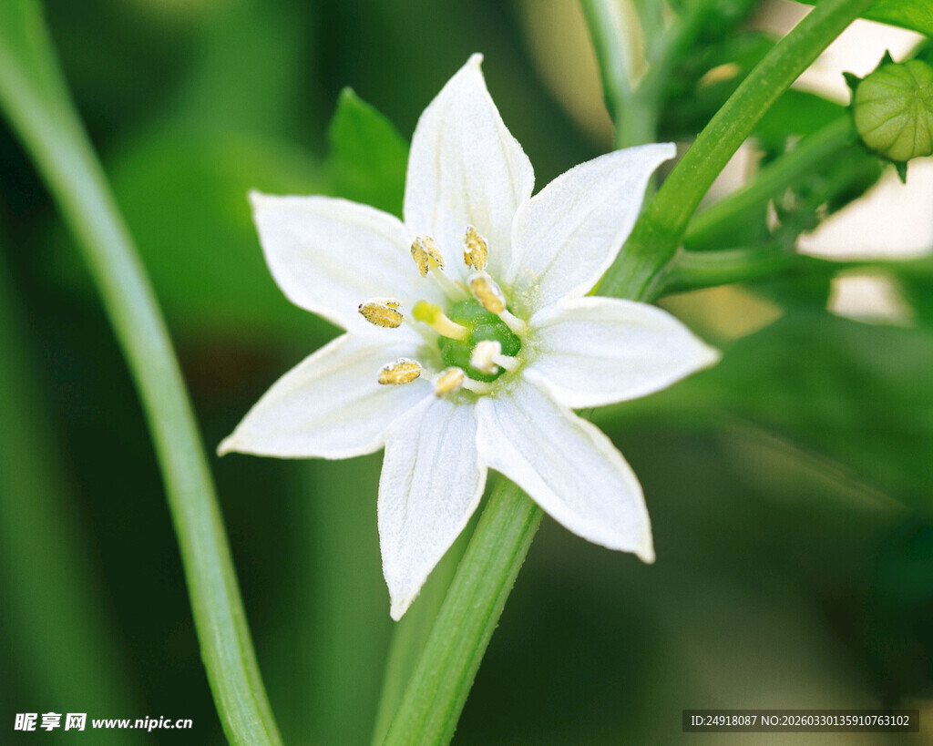 白色星状小花特写