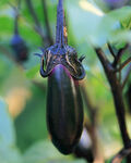 悬挂的紫茄子