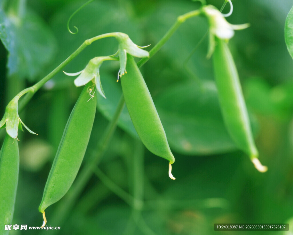 鲜嫩豌豆荚特写