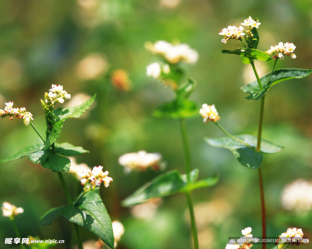清新野花卉特写