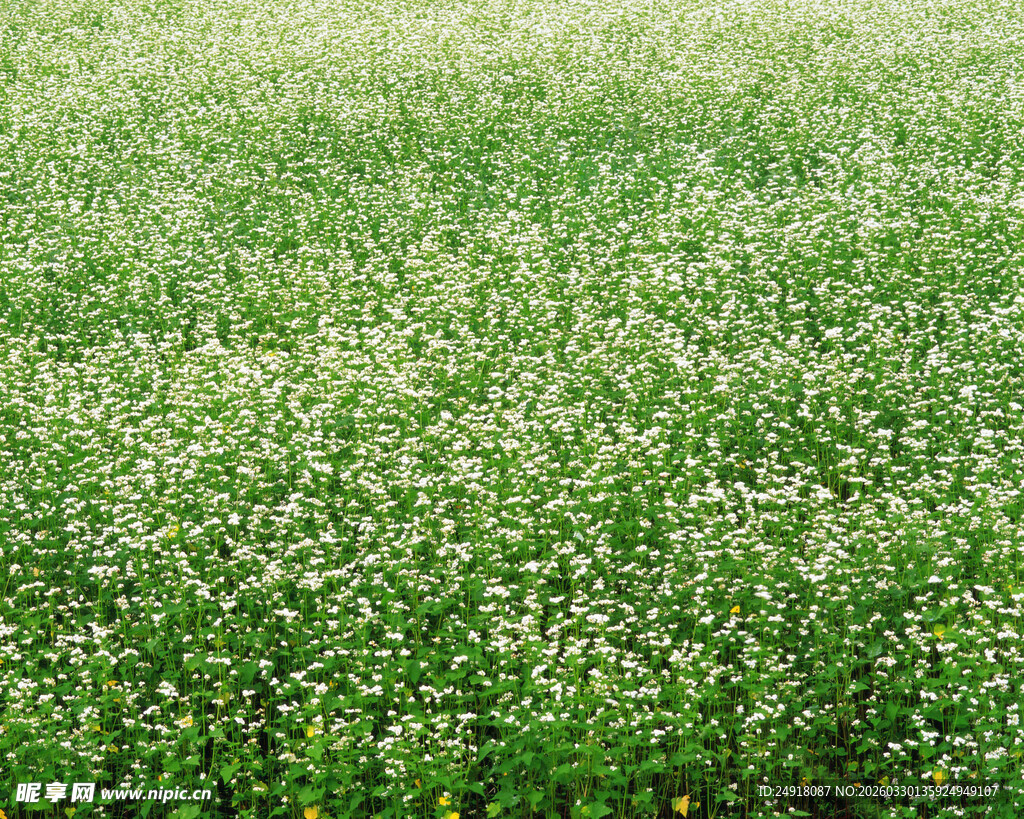 绿色花海田园风光