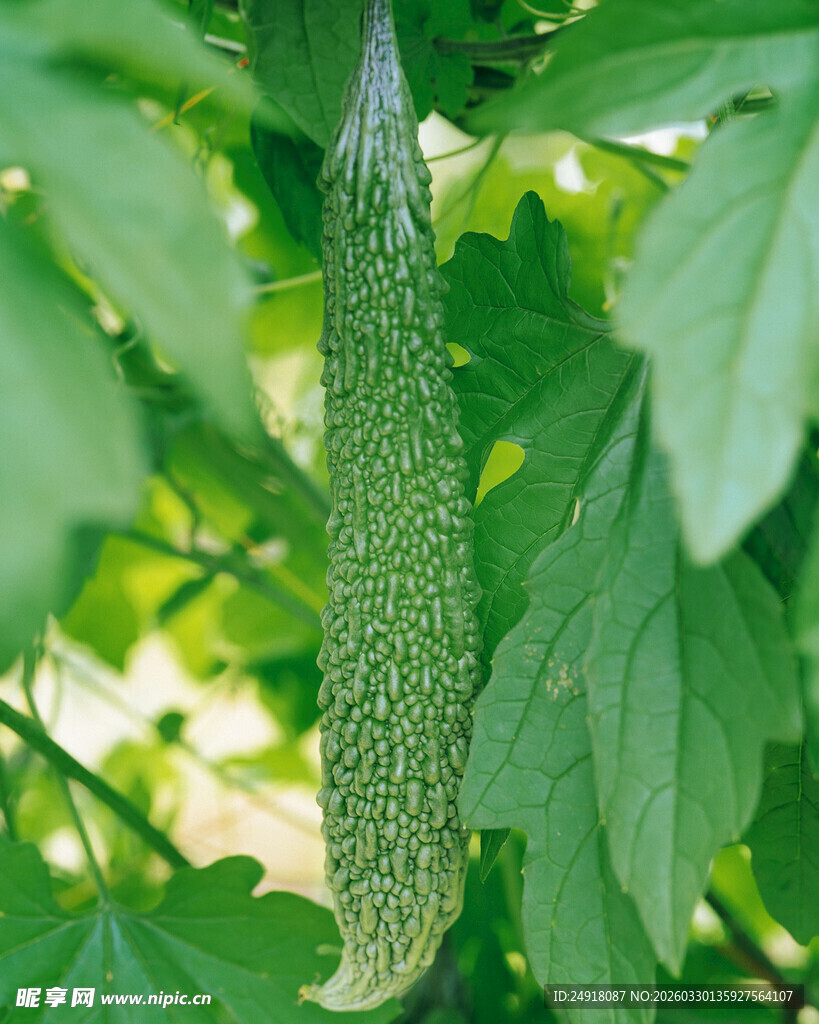 悬挂在藤上的绿色苦瓜