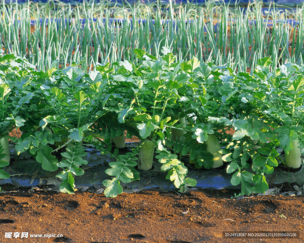 农田中的葱与绿叶蔬菜