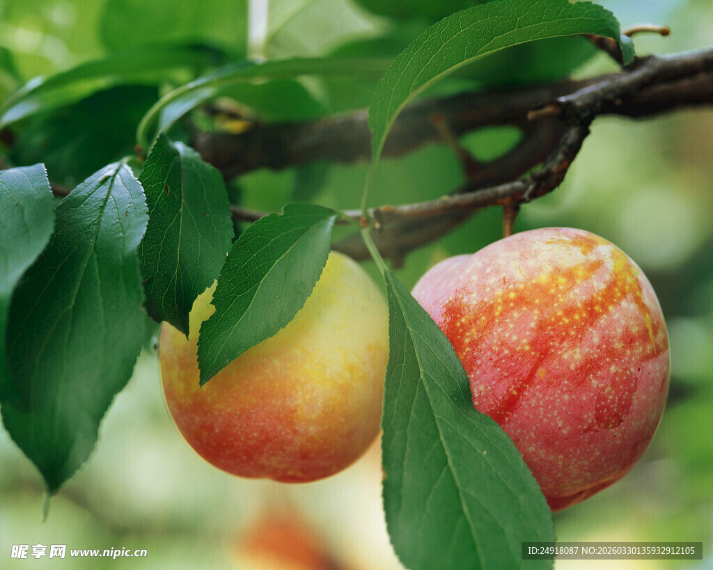 枝头双桃挂绿叶间