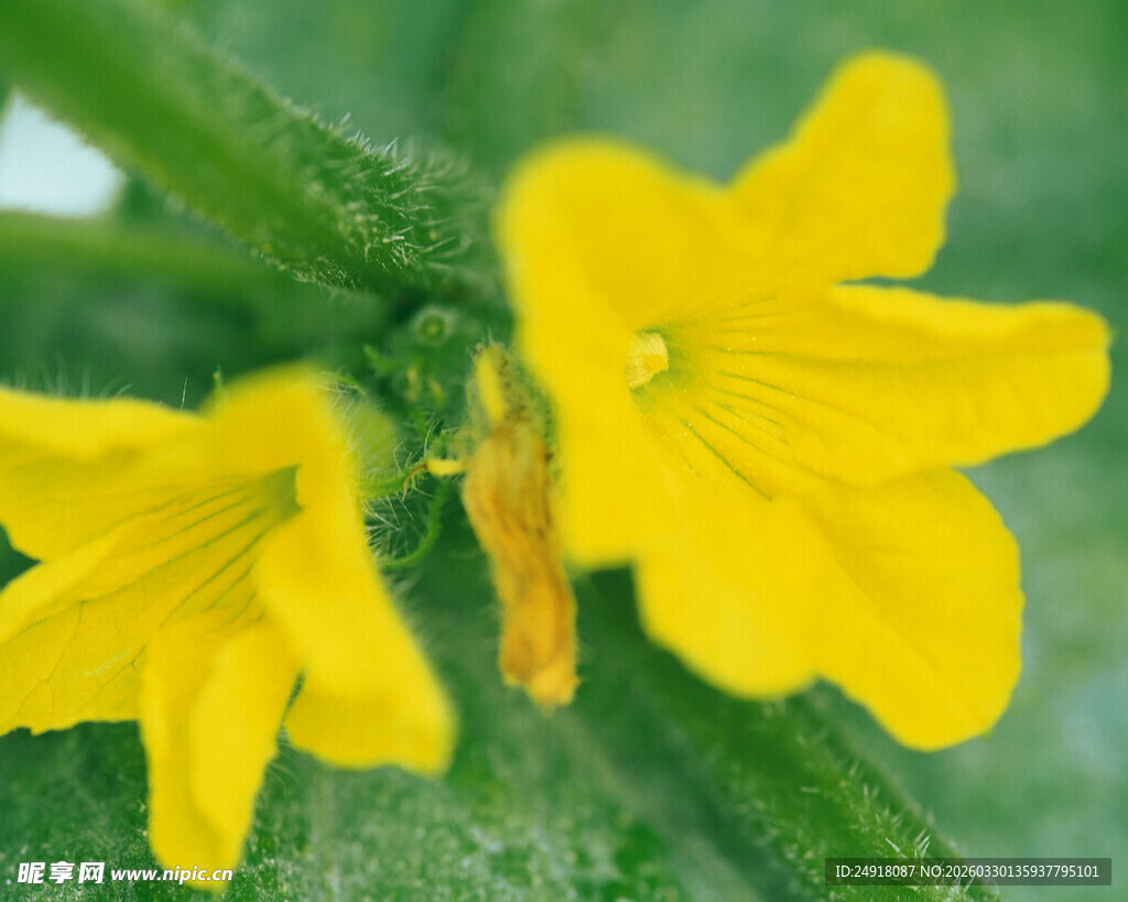 黄色黄瓜花特写