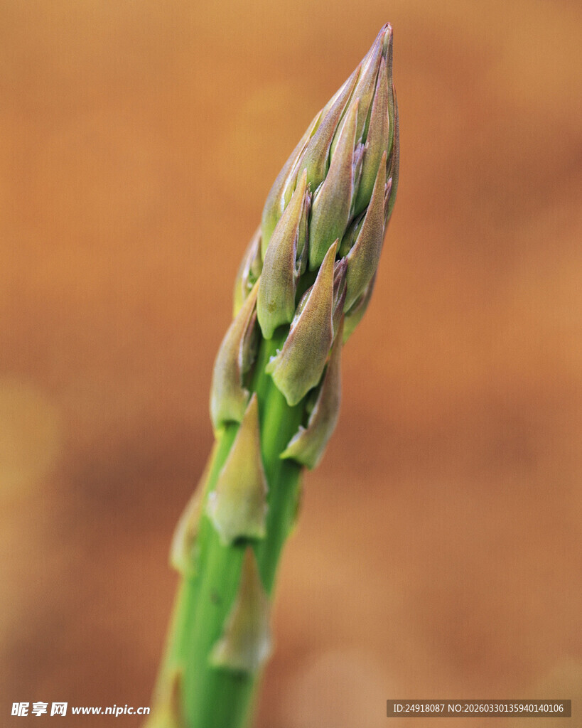 鲜嫩芦笋尖特写