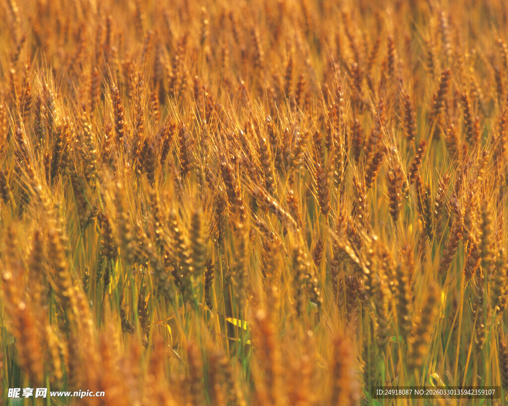 金色麦田丰收的希望景象