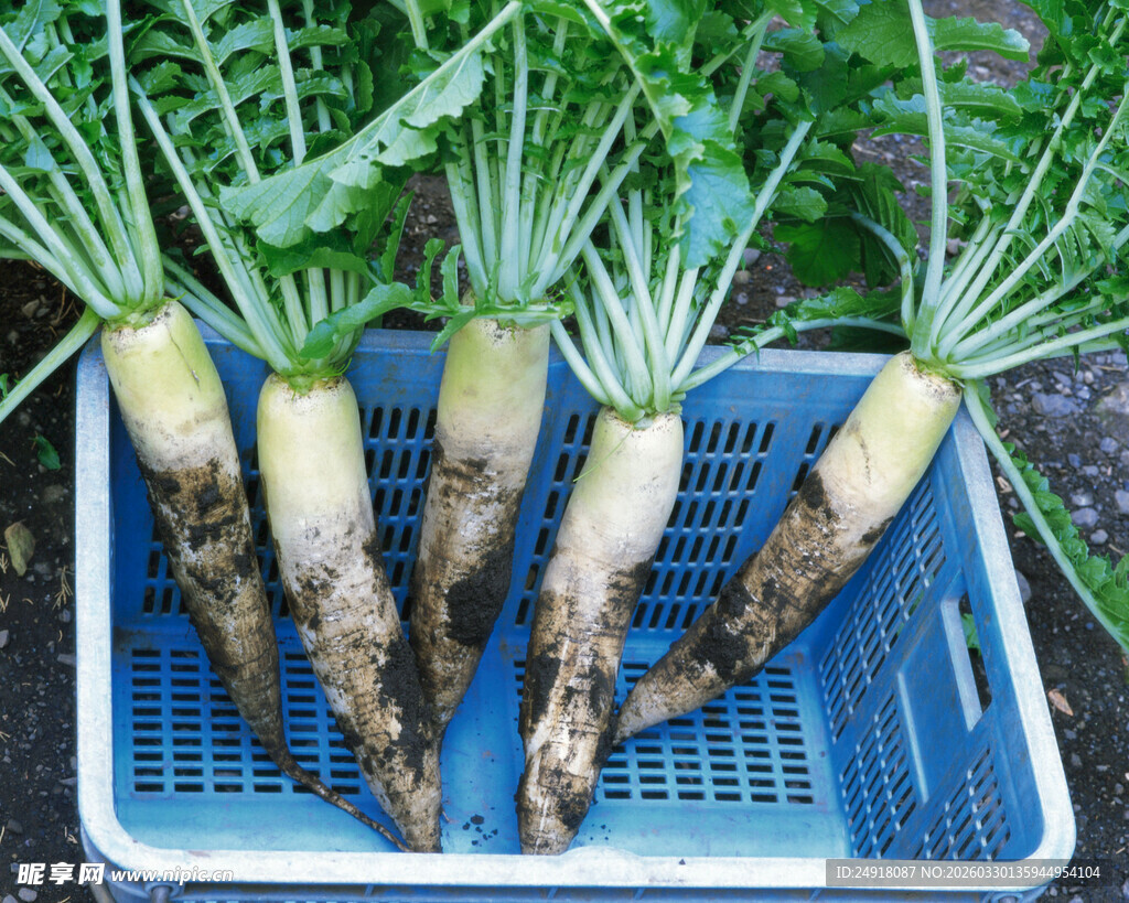 新鲜白萝卜置于蓝色筐中