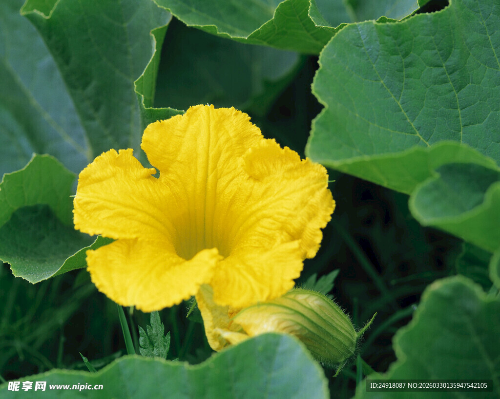 黄色南瓜花绽放于绿叶间