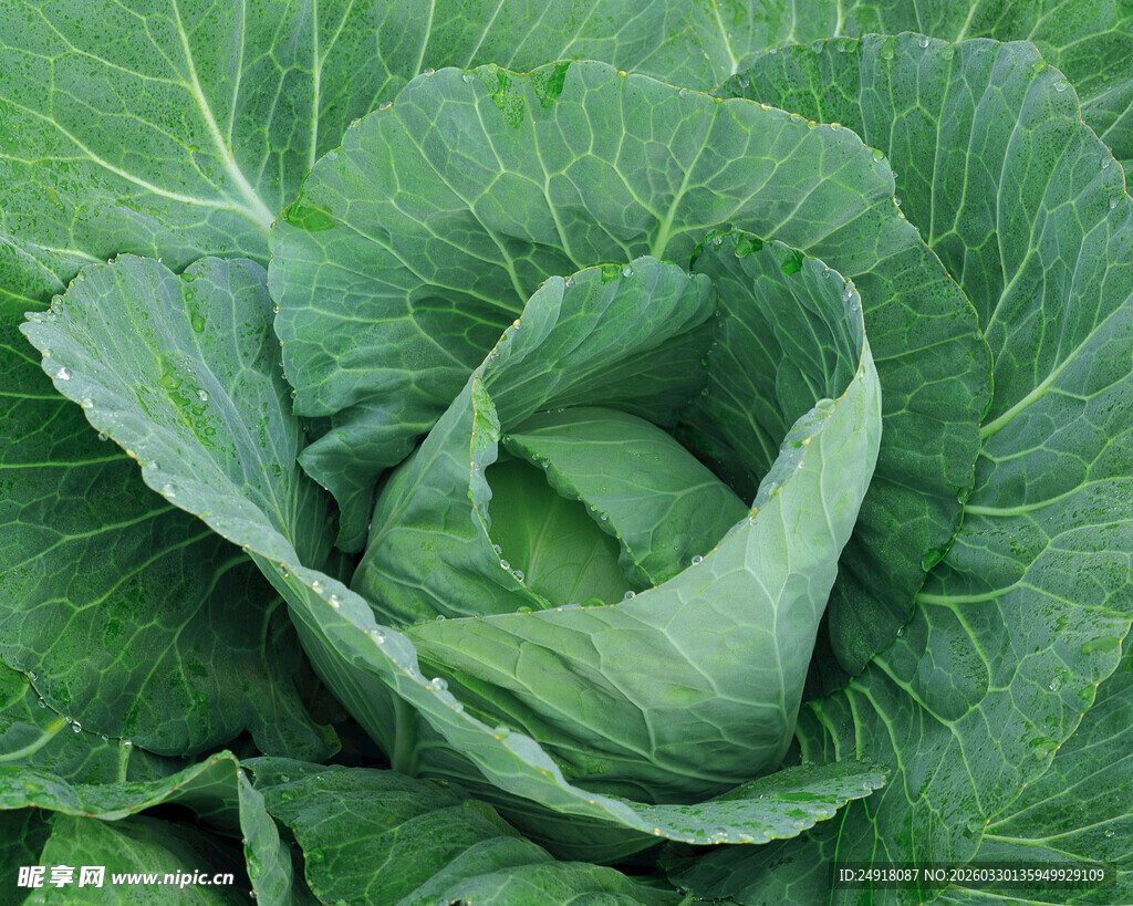 新鲜卷心菜特写