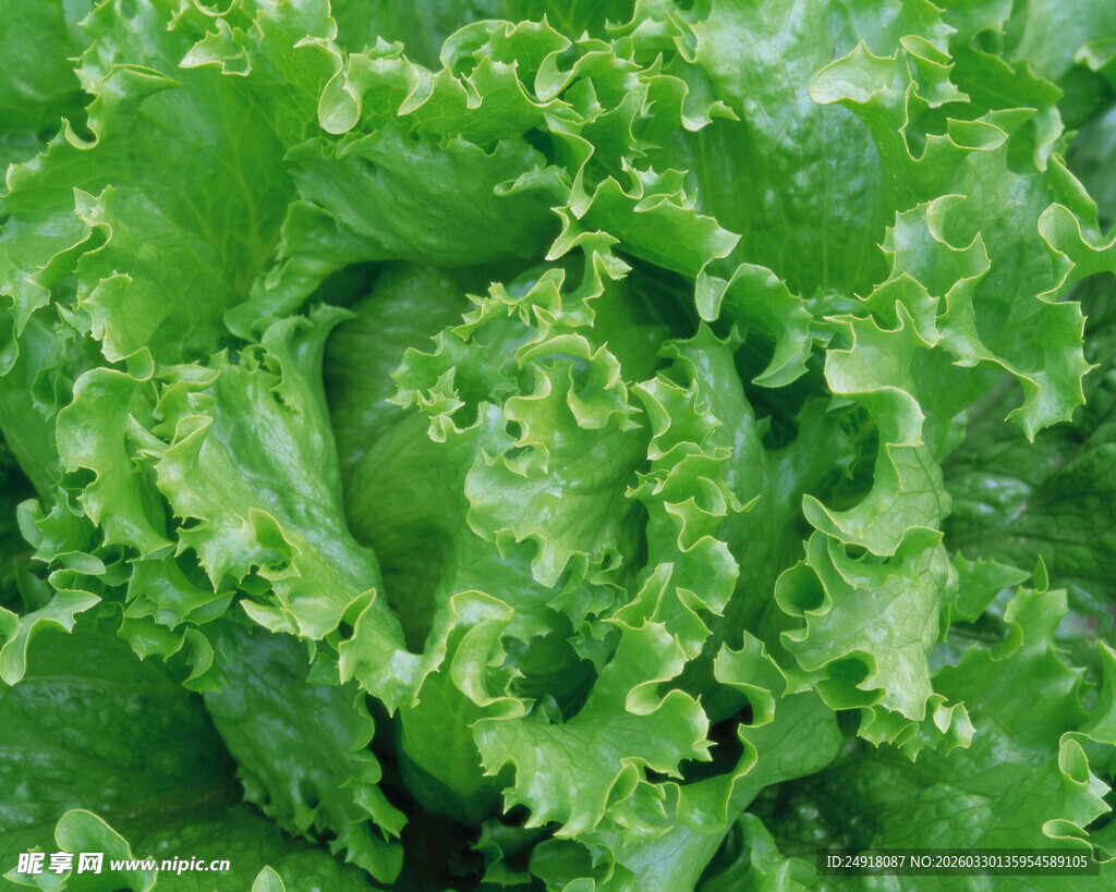 鲜嫩生菜特写