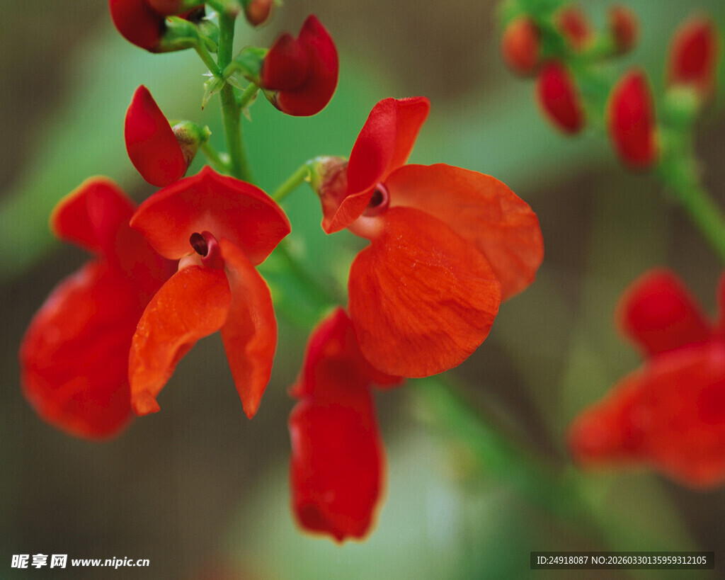 鲜艳红色凤仙花绽放