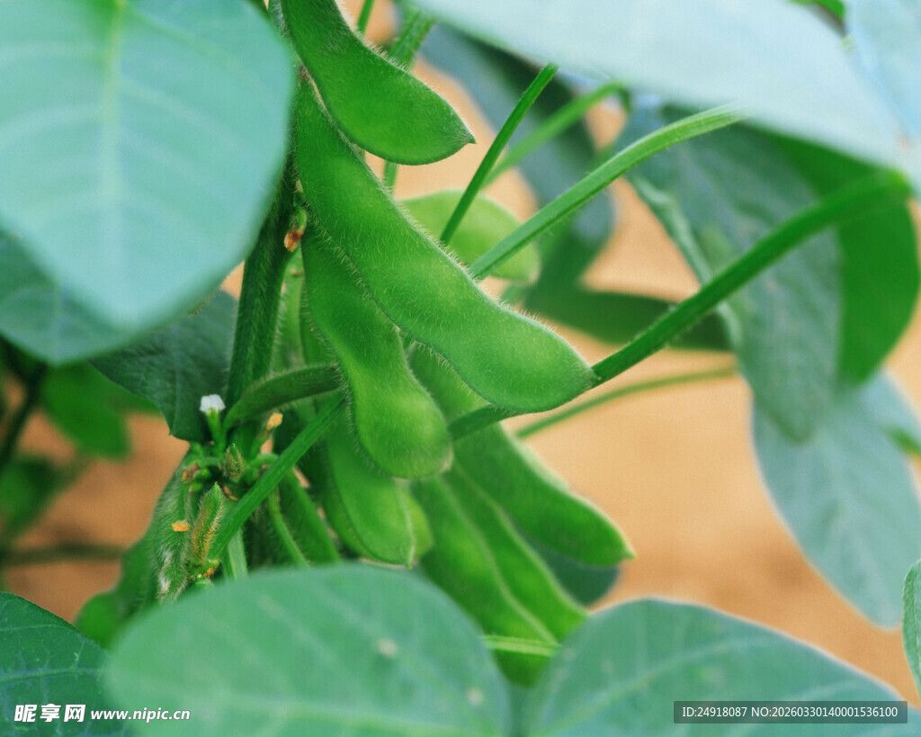 鲜嫩豌豆荚绿意盎然