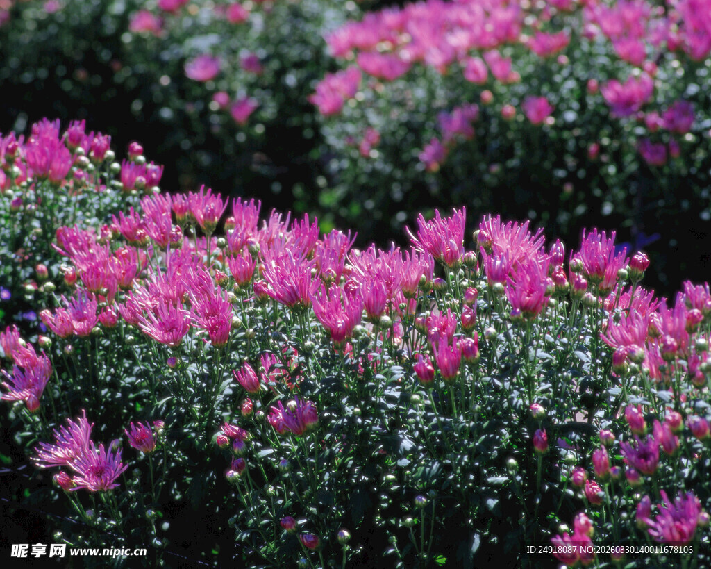 粉色繁花簇拥的美丽景致