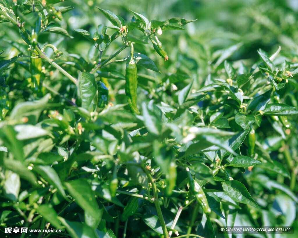 翠绿繁茂的植物枝叶