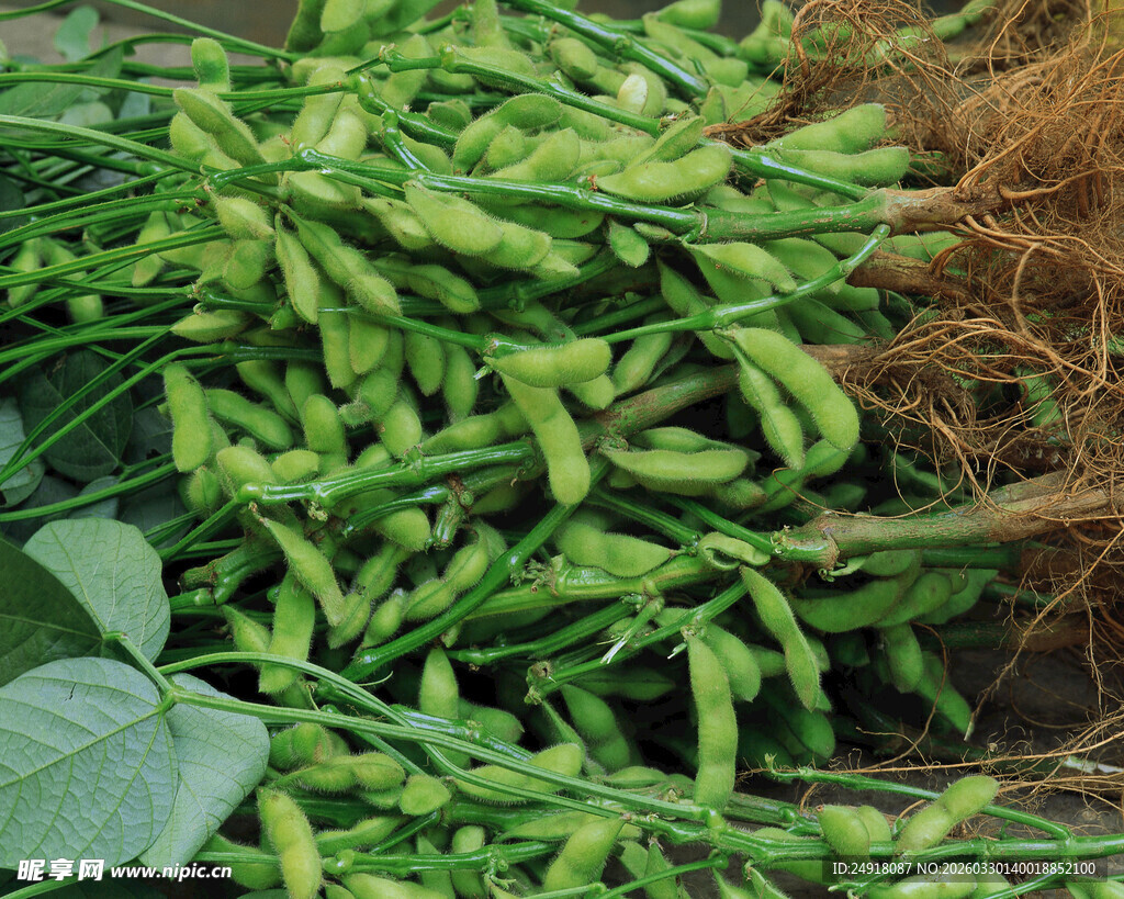 新鲜毛豆堆带根绿叶相伴