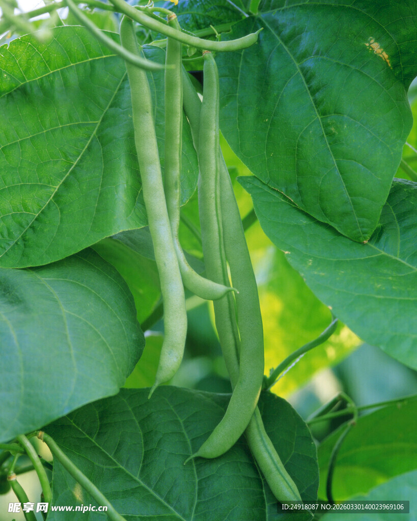 藤蔓上的鲜嫩豆角