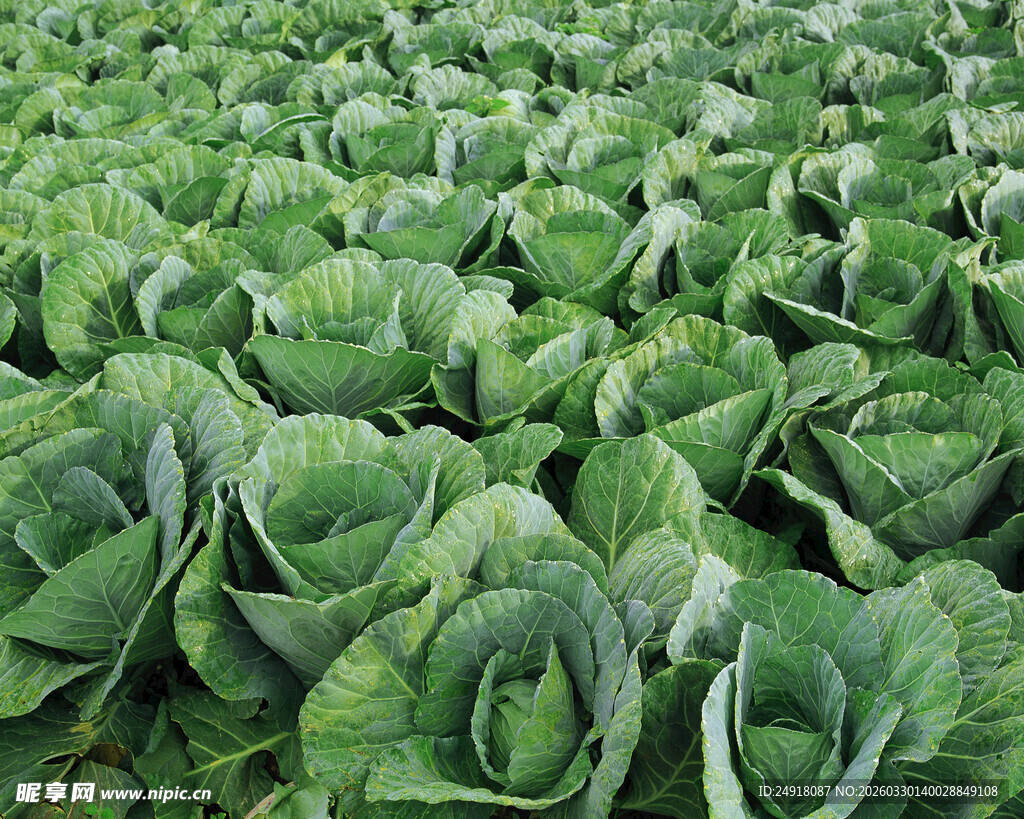 大片卷心菜农田景观