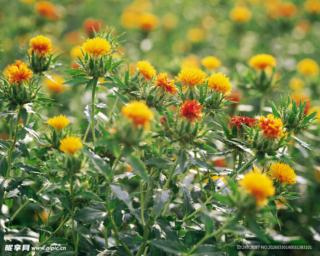 绚烂花丛中的多彩花朵
