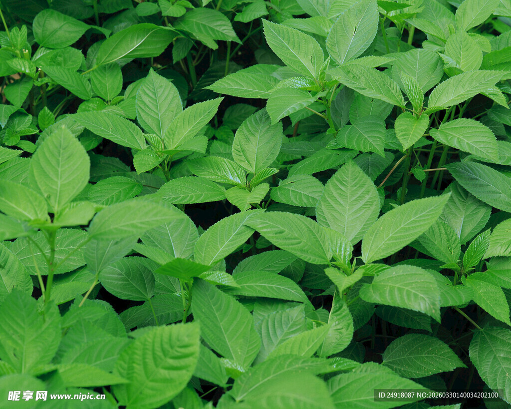茂密翠绿的植物叶片