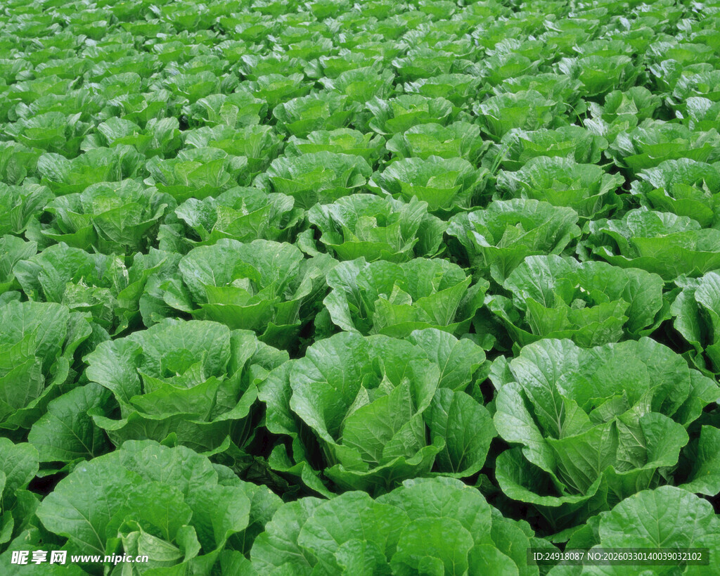 绿色卷心菜种植田