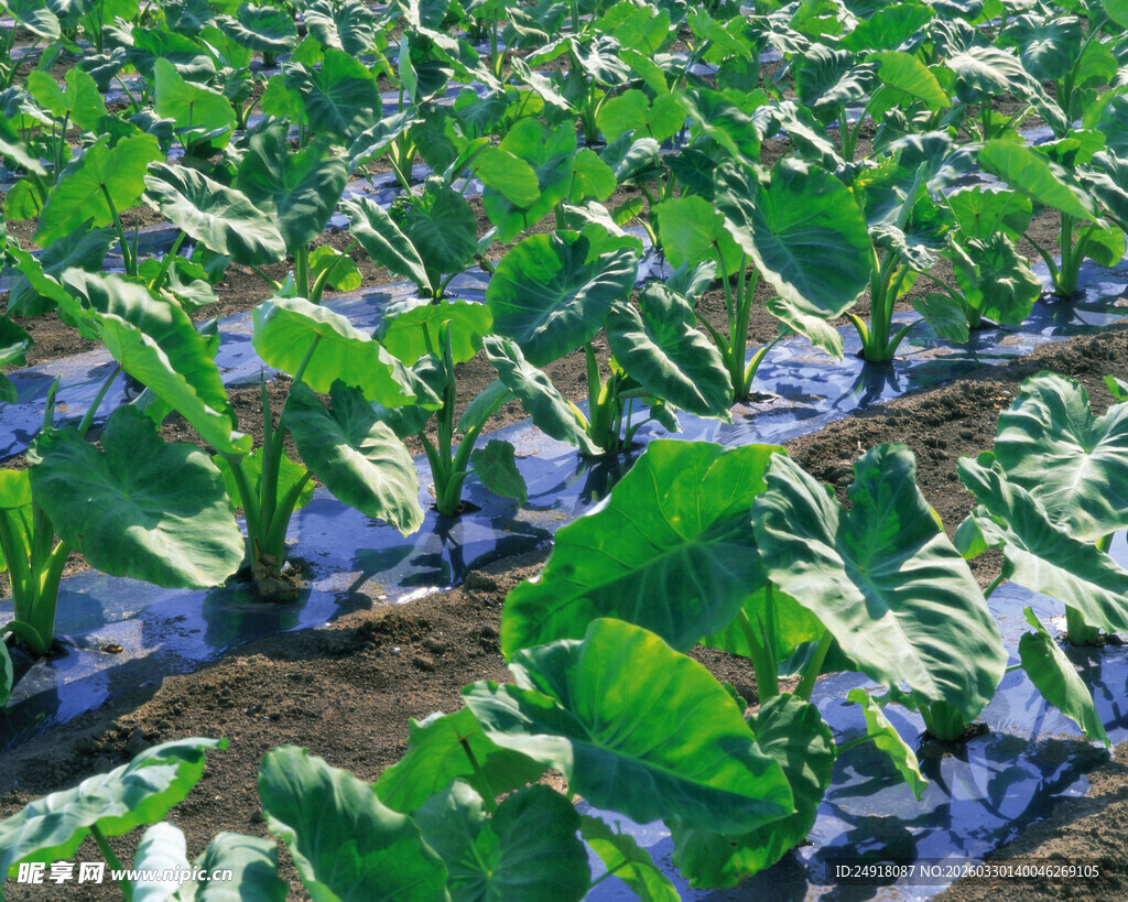 整齐的卷心菜种植田