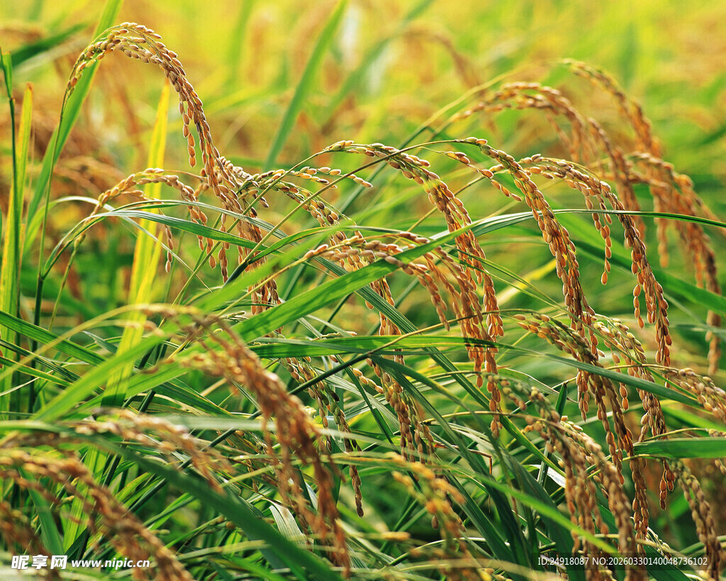 金黄饱满的成熟稻穗特写