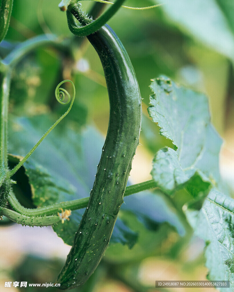 藤蔓上的鲜嫩黄瓜