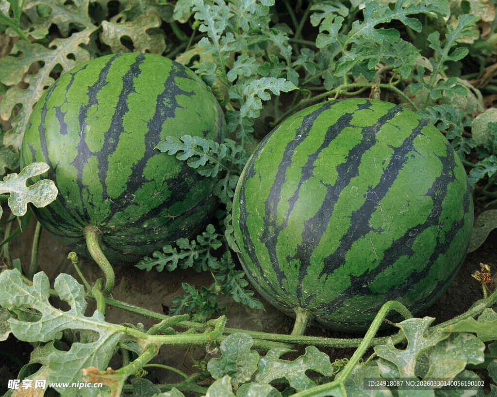 田间成熟的两个大西瓜