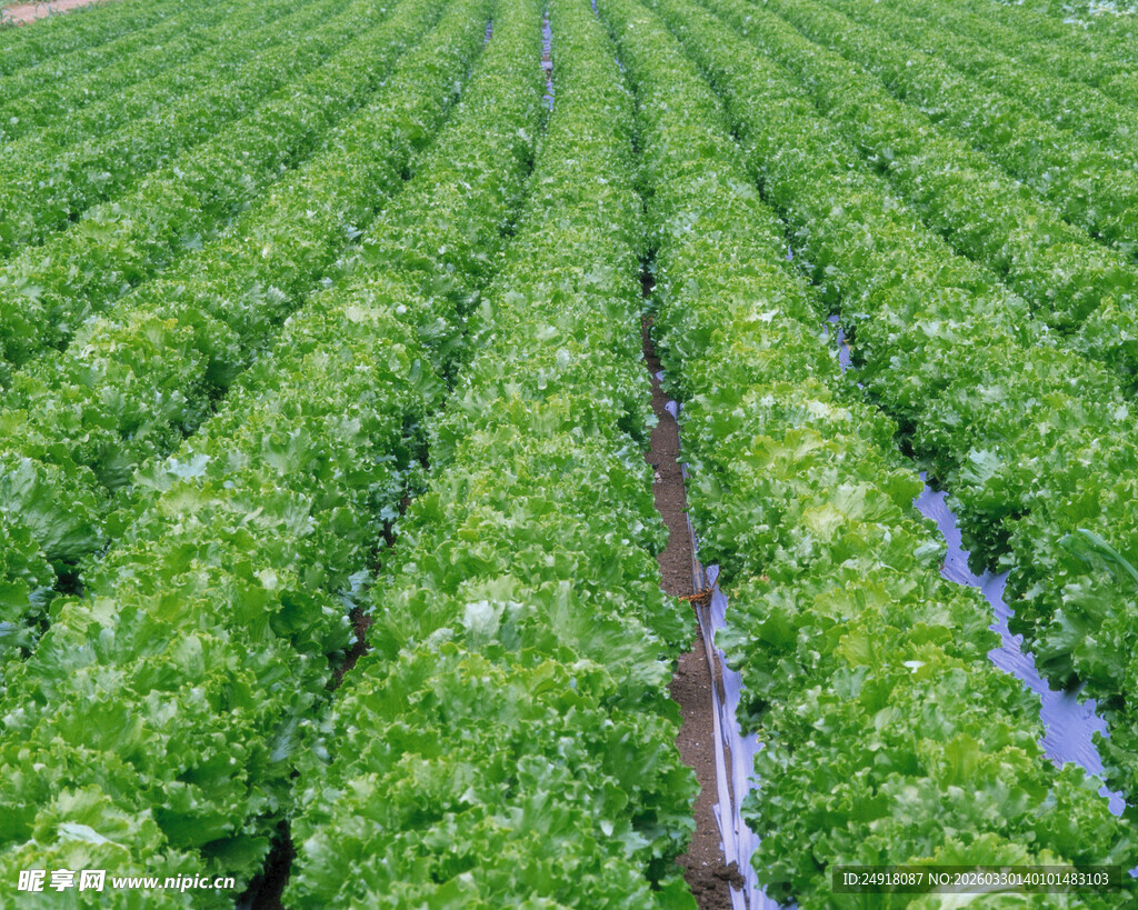 整齐排列的绿色植物田