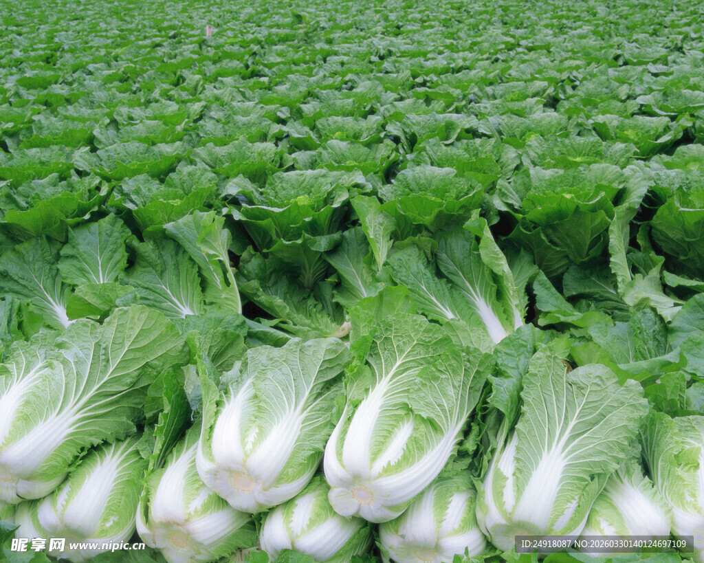 整齐摆放的新鲜小白菜