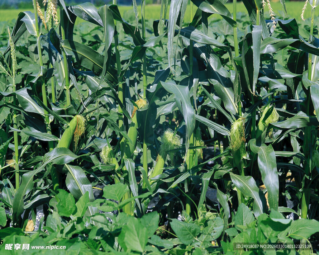 玉米田中的繁茂绿色景象