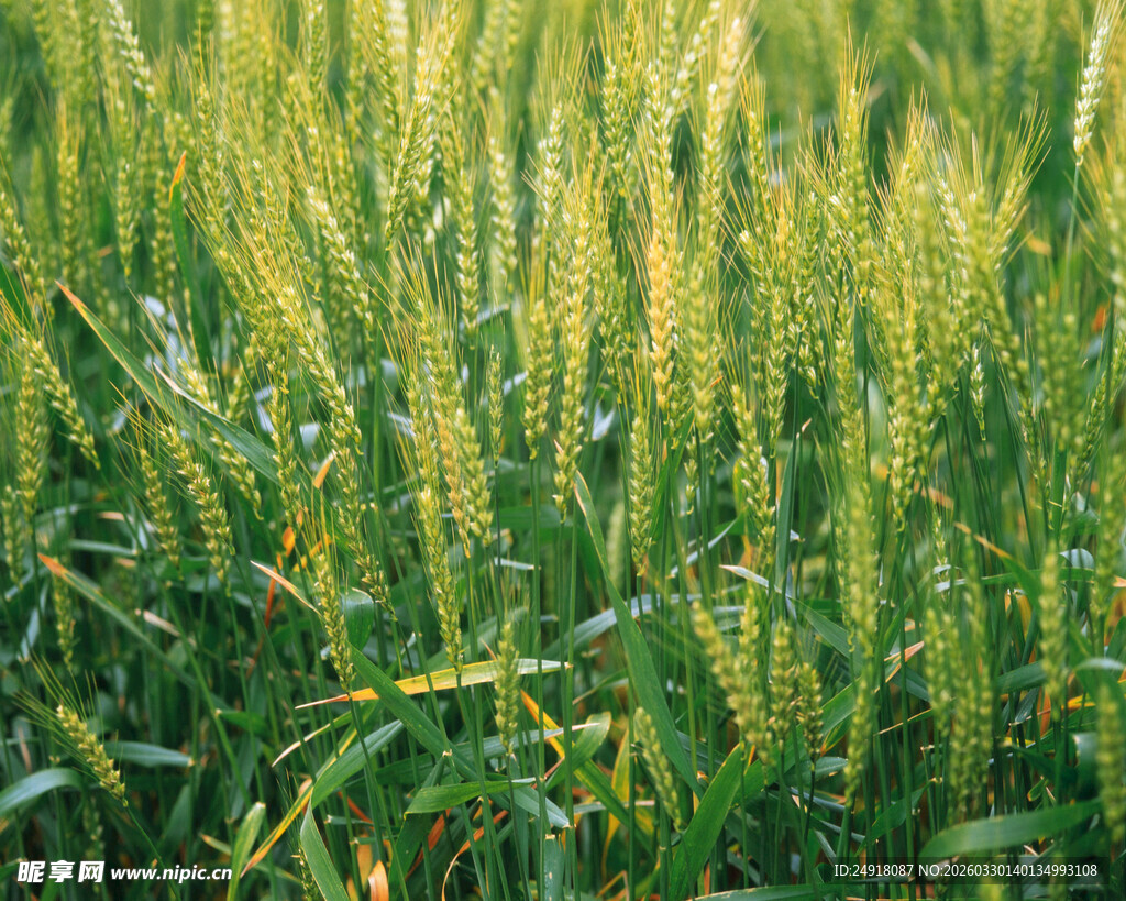 金黄麦田尽显田园生机